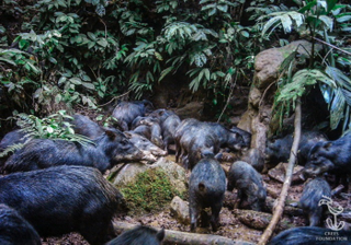 Illustration for article titled Nature's Candids: The Best Wildlife Camera-Trap Photography Of 2014